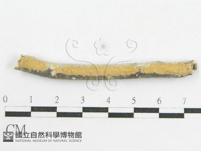 登錄號:F0002519藏品圖，第1張