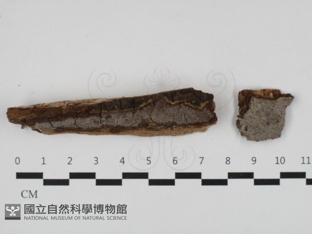 刺革菌屬藏品圖，第1張
