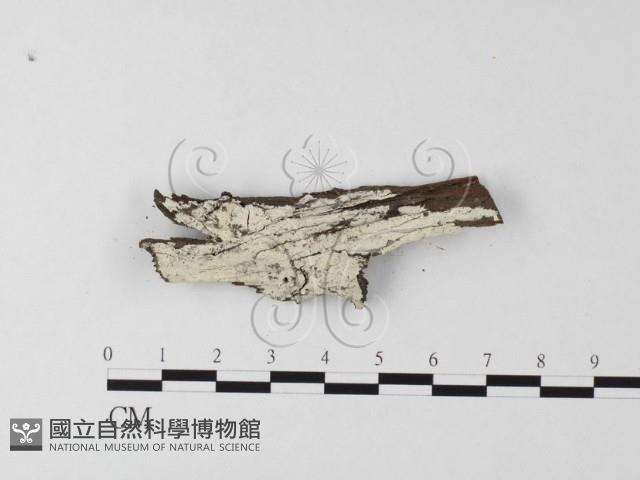 冇骨消絲齒菌藏品圖，第1張