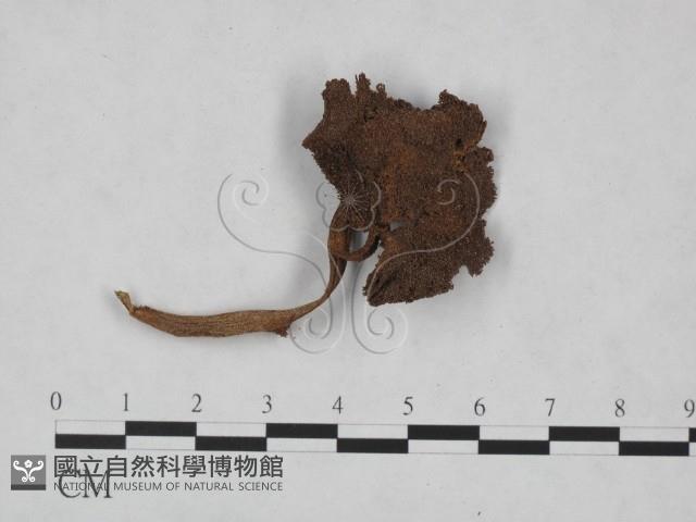 登錄號:F0023519藏品圖，第1張