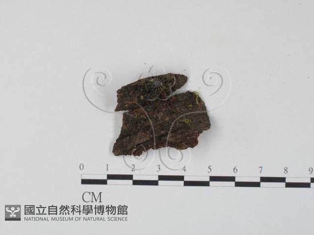 銀耳屬藏品圖，第1張