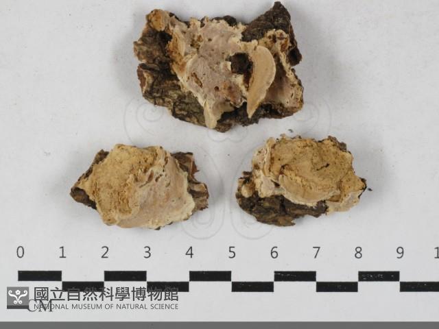 硬孔菌屬藏品圖，第1張