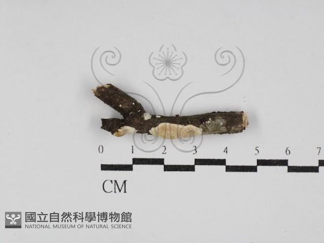 登錄號:F0030119藏品圖，第1張