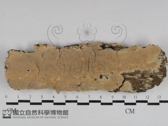 登錄號:F0031119藏品圖，第1張