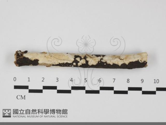 登錄號:F0032119藏品圖，第1張