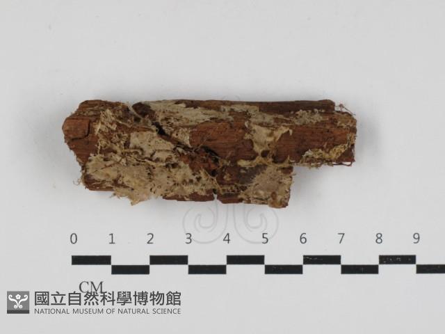 登錄號:F0033119藏品圖，第1張