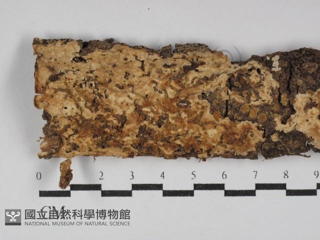 登錄號:F0030019藏品圖，第1張