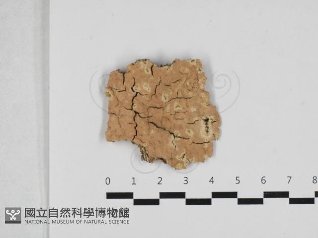 登錄號:F0033019藏品圖，第1張