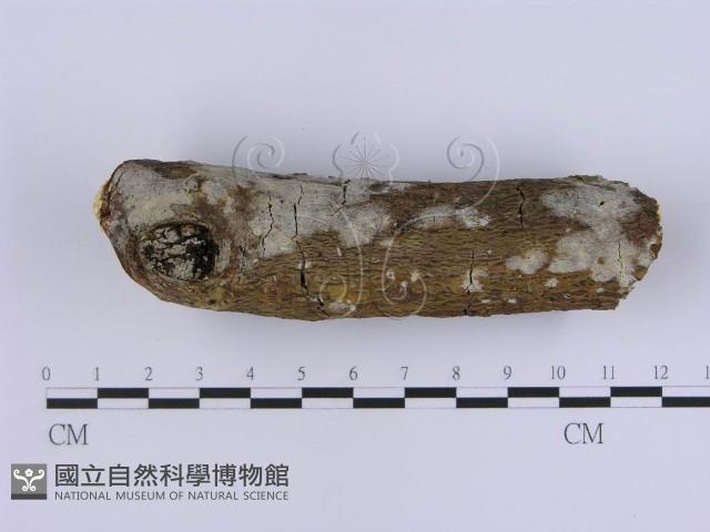 登錄號:F0020319藏品圖，第1張
