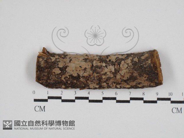 登錄號:F0030319藏品圖，第1張