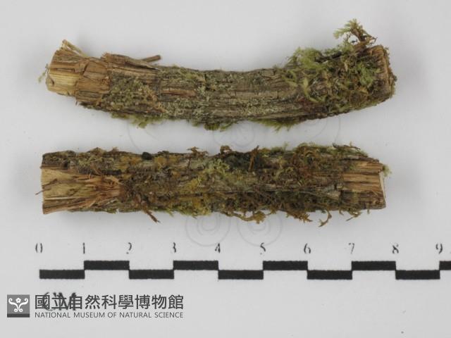 登錄號:F0031319藏品圖，第1張