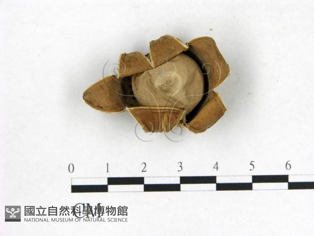 登錄號:F0022319藏品圖，第1張