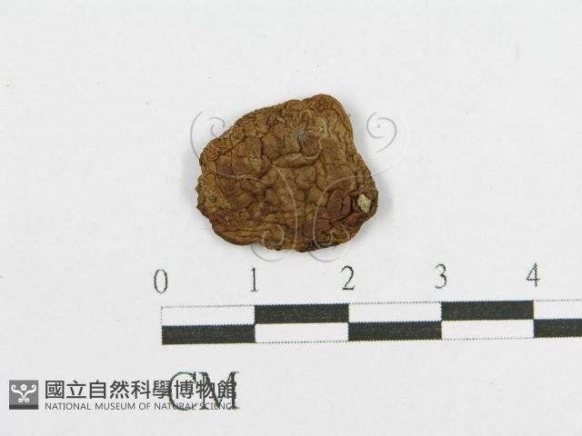登錄號:F0012319藏品圖，第1張