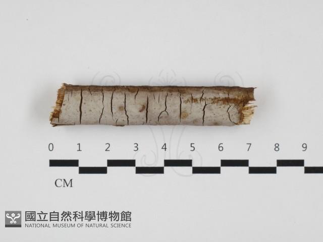刺革菌屬藏品圖，第1張