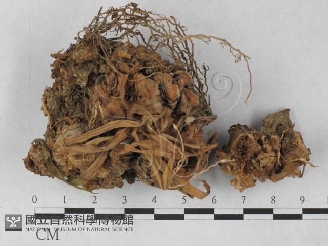 登錄號:F0027319藏品圖，第1張