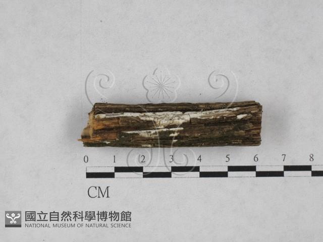 登錄號:F0028259藏品圖，第1張