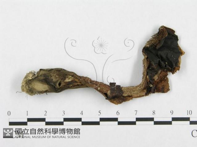 登錄號:F0008259藏品圖，第1張