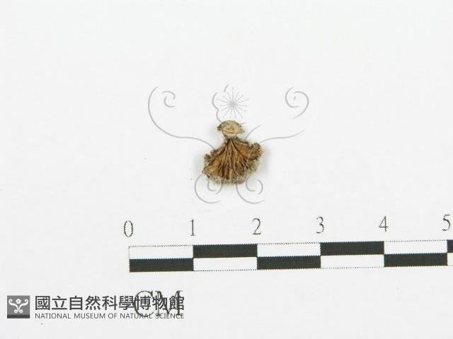 裂褶菌藏品圖，第1張