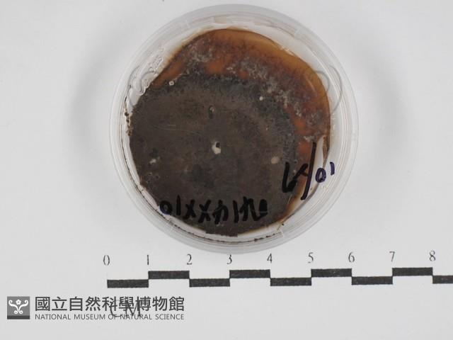 登錄號:F0030259藏品圖，第1張