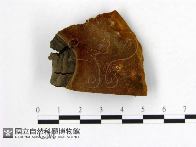 登錄號:F0006259藏品圖，第1張