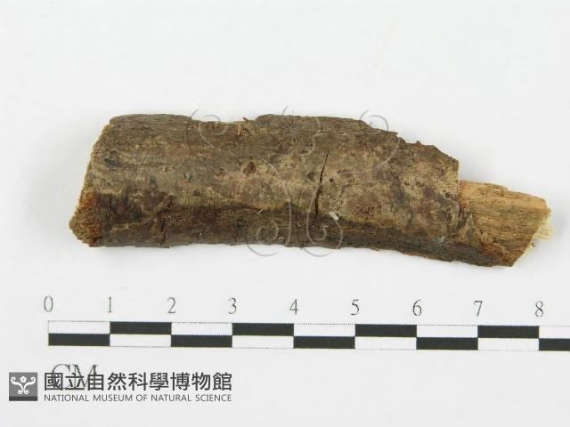 登錄號:F0011259藏品圖，第1張