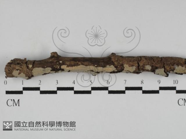 筍殼菌屬藏品圖，第1張