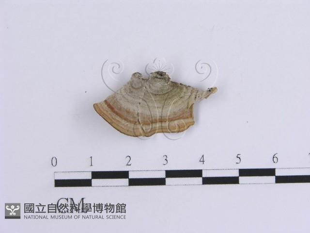 韌革菌屬藏品圖，第1張
