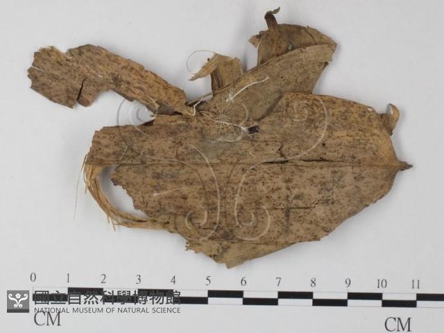 小皮傘屬藏品圖，第1張