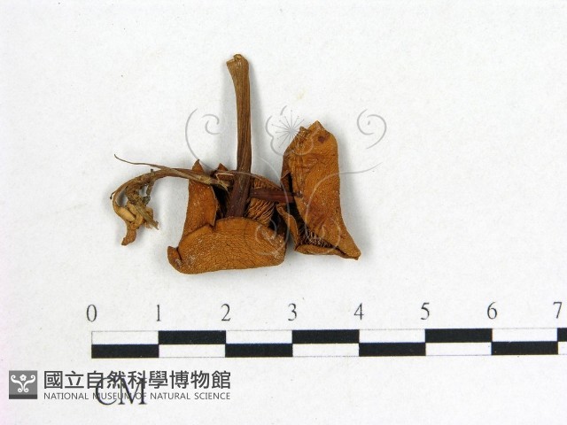 登錄號:F0022259藏品圖，第1張