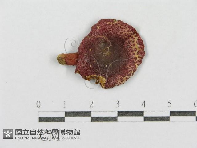 紅菇屬藏品圖，第1張