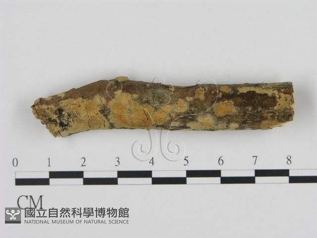 登錄號:F0012259藏品圖，第1張
