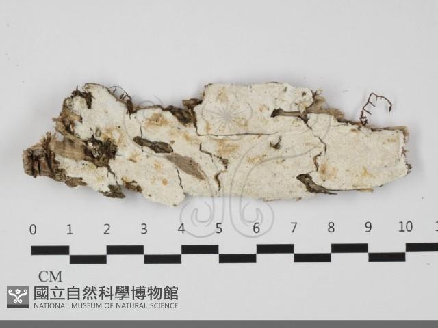 登錄號:F0032259藏品圖，第1張