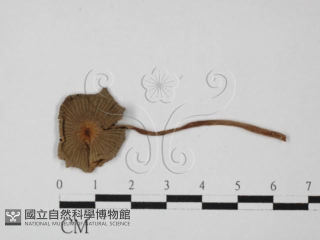 鬼傘屬藏品圖，第1張