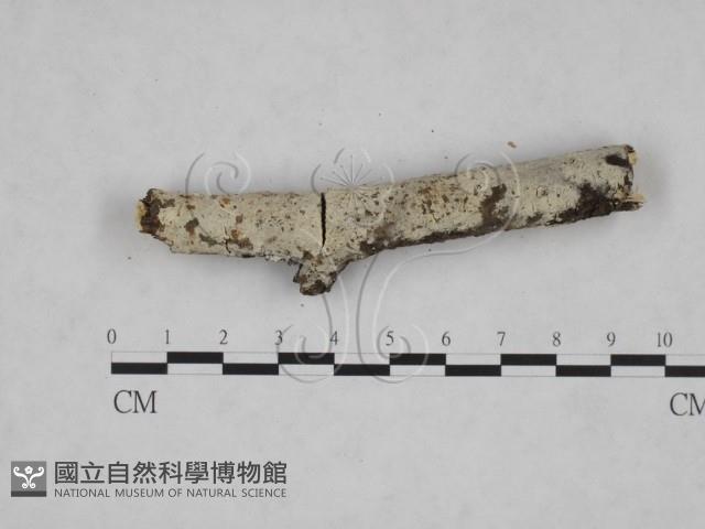 剛毛絲皮菌藏品圖，第1張