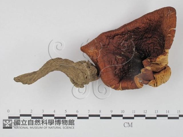 登錄號:F0005259藏品圖，第1張