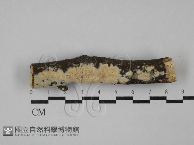 絲齒菌屬藏品圖，第1張