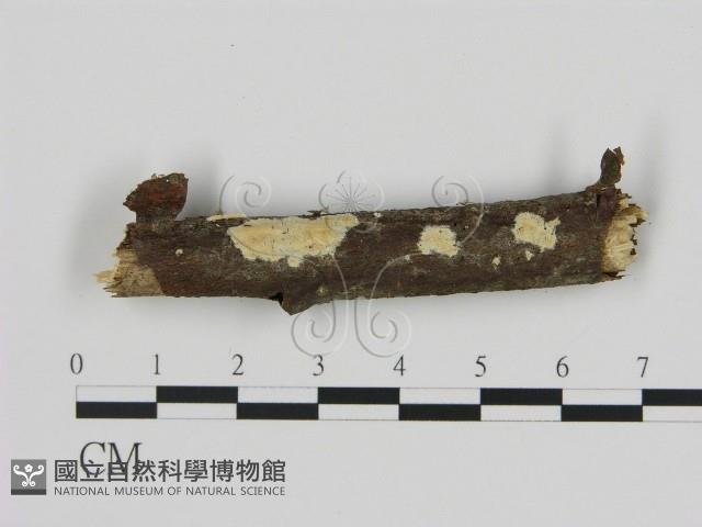絲皮菌屬藏品圖，第1張
