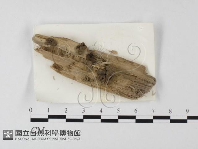 登錄號:F0023259藏品圖，第1張
