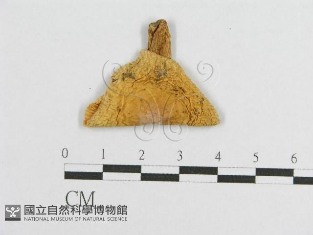登錄號:F0003259藏品圖，第1張