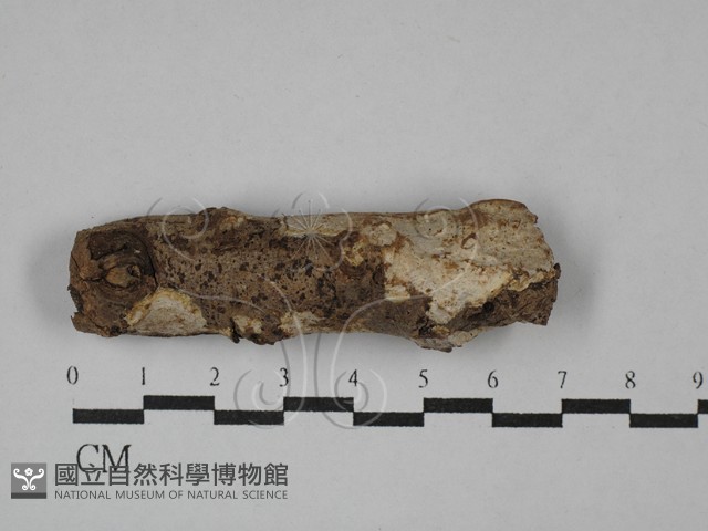 刺皮菌屬藏品圖，第1張
