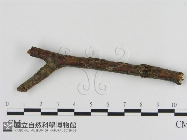 刺革菌屬藏品圖，第1張