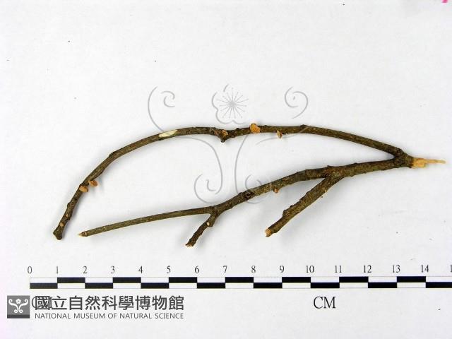 微皮傘屬藏品圖，第1張