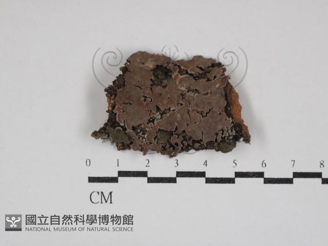 登錄號:F0030859藏品圖，第1張