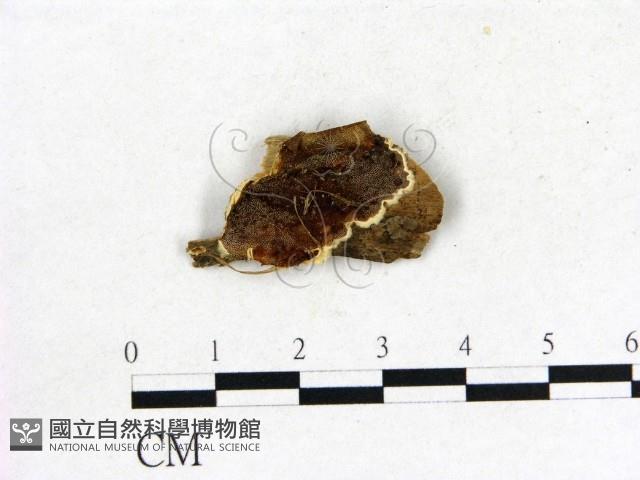 登錄號:F0006859藏品圖，第1張