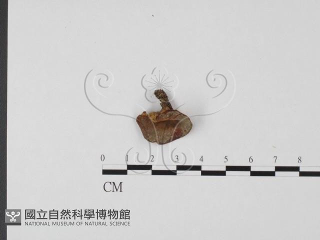 登錄號:F0016859藏品圖，第1張
