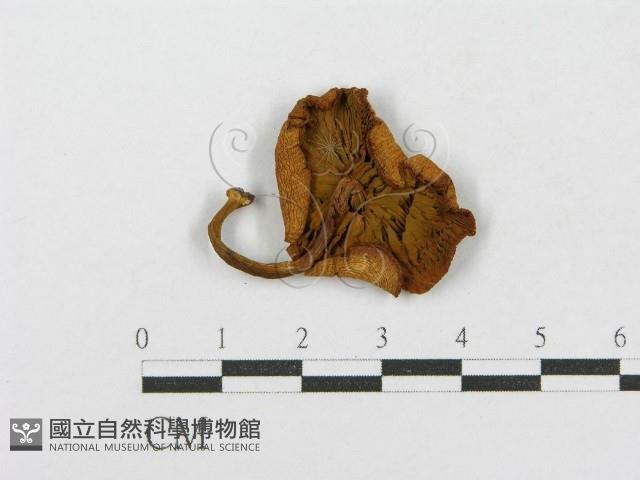 登錄號:F0001859藏品圖，第1張