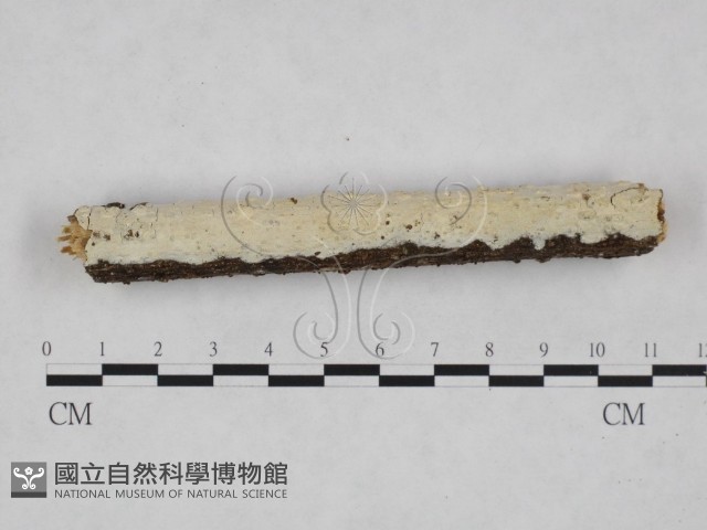 樹狀皮革菌屬藏品圖，第1張