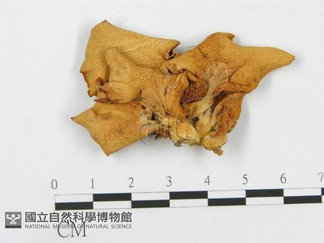 登錄號:F0004859藏品圖，第1張