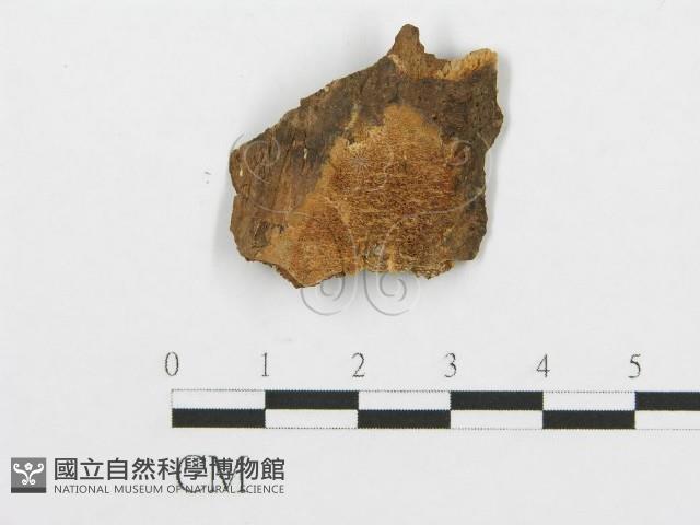 登錄號:F0014859藏品圖，第1張