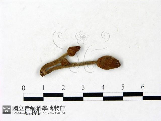 登錄號:F0022859藏品圖，第1張